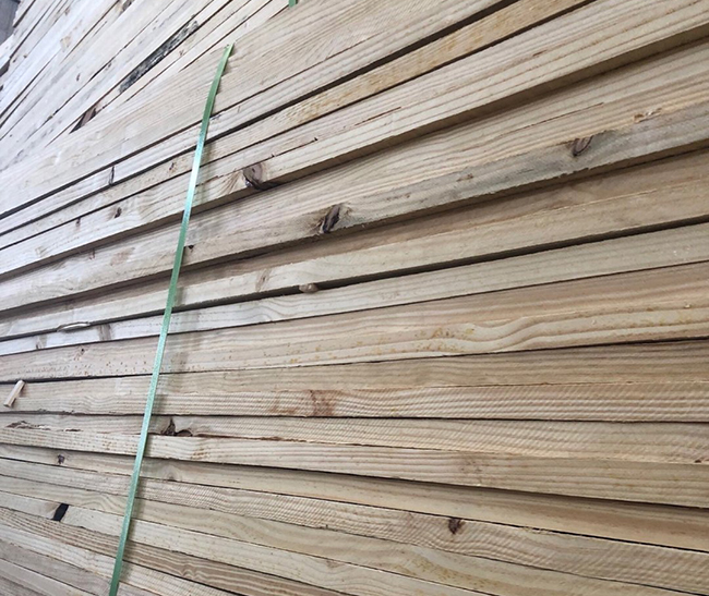 铁门关巴西松